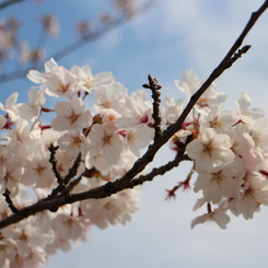 桜