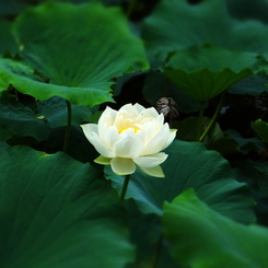 東福寺・蓮の華