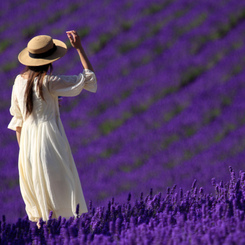 ＬＡＶＥＮＤＥＲ　ＧＩＲＬ