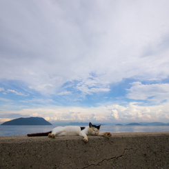 海猫～♪