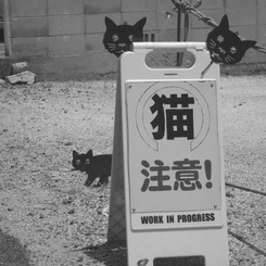 猫注意