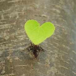 ♥