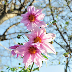 Ishi-kun_0974