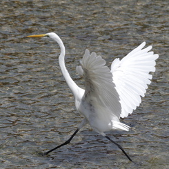 dance in the river2