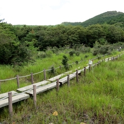 湿原の道続き～葦毛湿原