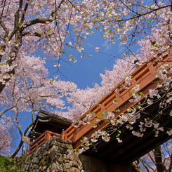 高遠の桜