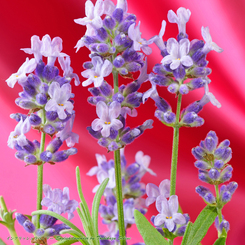 花写真＜2014-41＞＊イングリッシュラベンダー