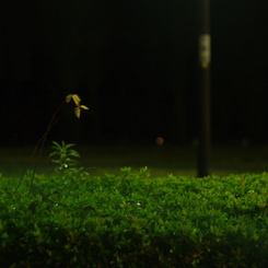 夜の黄緑