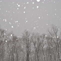 雪・舞い降りる