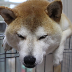 毎度毎度のポーズです。
