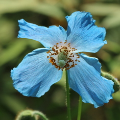 ヒマラヤに咲く青いケシの花