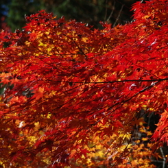 紅葉