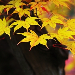 Veil of the autumn color