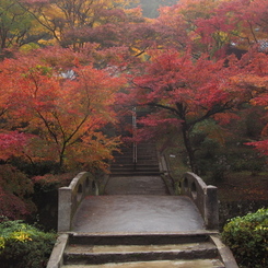 大洞院紅葉11