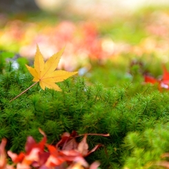 Momiji