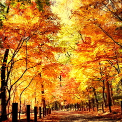 平林寺紅葉１