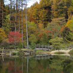 せせらぎ街道_西ウレ峠の水辺