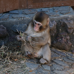 IMG_0348t_子猿