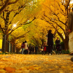 yellow carpet
