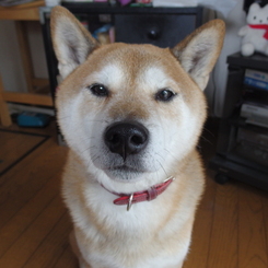 なんかちょーだい！その１