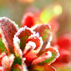 Morning to freeze.