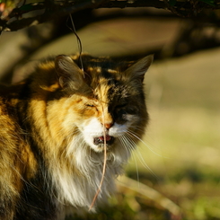 雰囲気ライオンっぽい猫