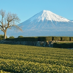 静岡の風景