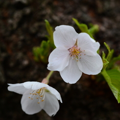 桜