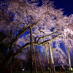 奥山田のしだれ桜