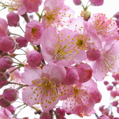 今年も春一番乗り