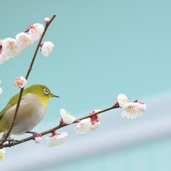 春ですね