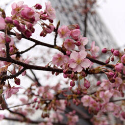 河津桜