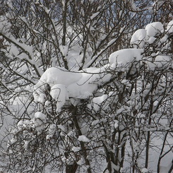 雪02