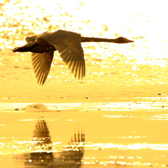 Morning of Swan XIII