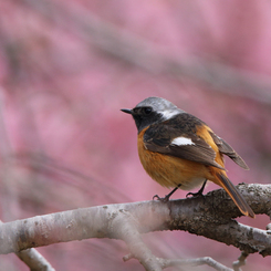 河津桜とジョウビタキ