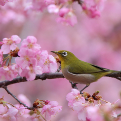 河津桜とメジロ