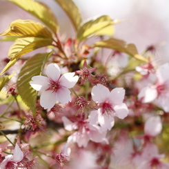 葉桜