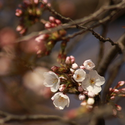 2015 桜