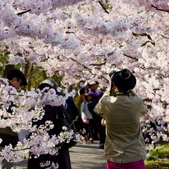 写真家の背中 桜
