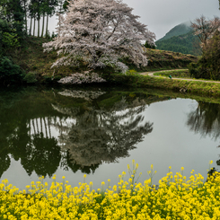 ジラカンス桜-6