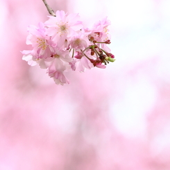 春の日に