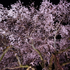 桜降る