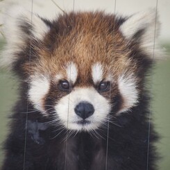 レッサーパンダの素顔