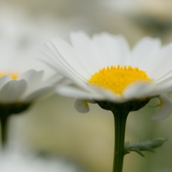 SPRING FLOWER