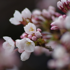 山形市に桜前線到達-2