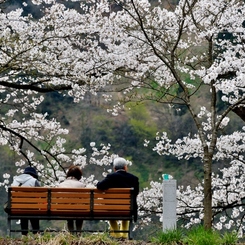 弁天さくらの花見