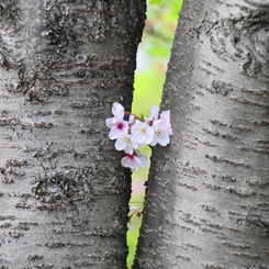 卯月花ー５