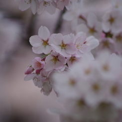 霞城公園の桜花-1