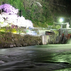 激流に夜桜添えて