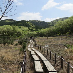 湿原の春～緑萌え